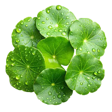 CENTELLA ASIATICA